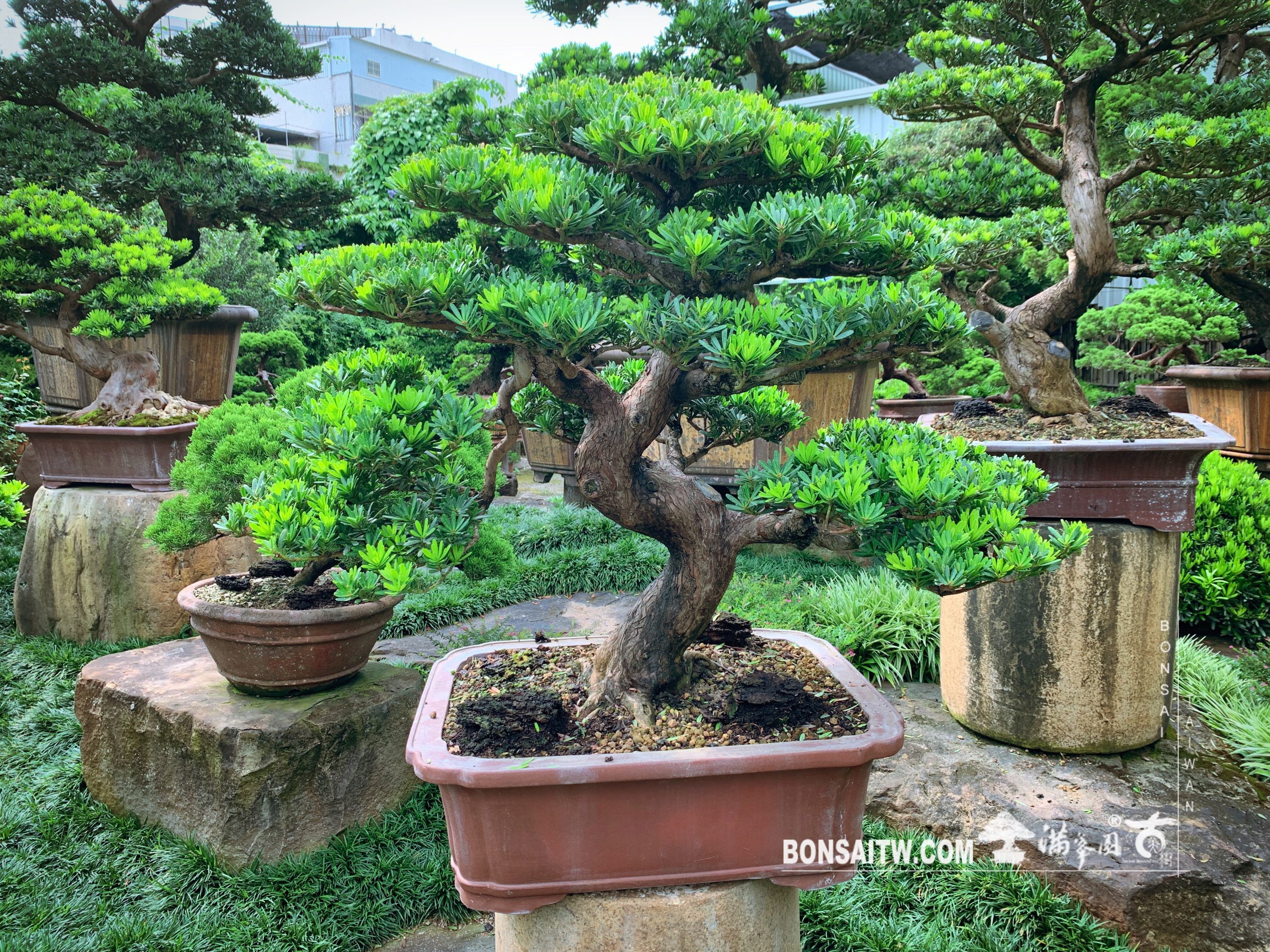 img 6240 [晶鑽羅漢松] 整理 晶鑽羅漢松(Diamond Podocarpus costalis)