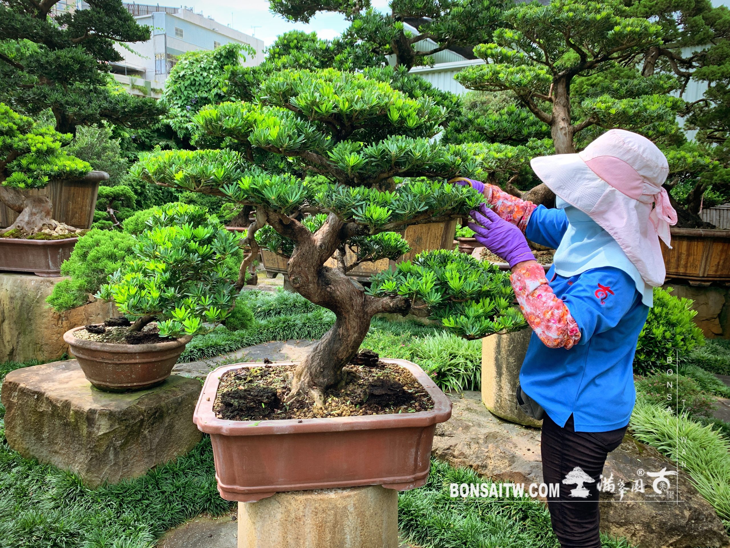 img 6241 [晶鑽羅漢松] 整理 晶鑽羅漢松(Diamond Podocarpus costalis)