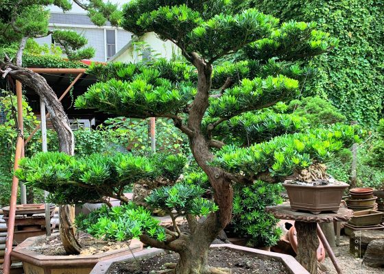 img 7524 [晶鑽羅漢松] 整理 大型盆栽(Grand Bonsai)