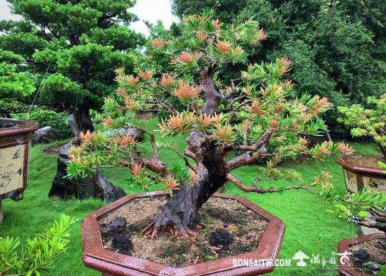 img 9115 [羅漢松]與其擔心未來，不如努力現在。 紅芽羅漢松