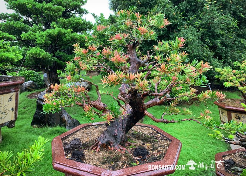 img 9115 [羅漢松]與其擔心未來，不如努力現在。