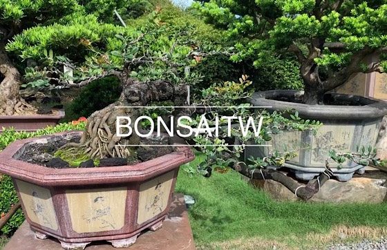 img 9293 [象牙樹]創造生活中的日常美感，知足常樂。 盆景(Penjing)