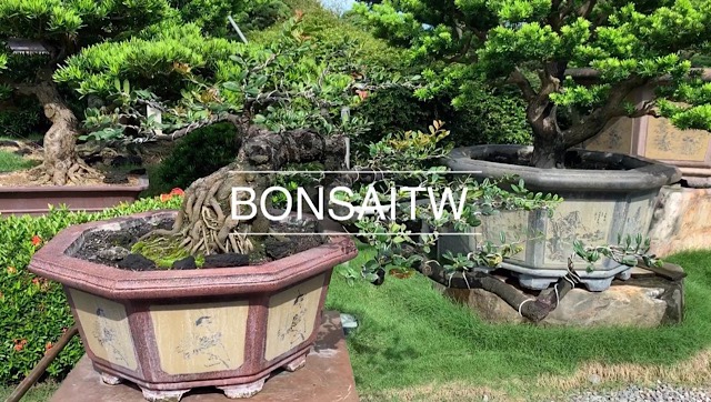 img 9293 [象牙樹]創造生活中的日常美感，知足常樂。 盆栽(Bonsai)