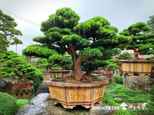 001 1 [羅漢松]等待，是為了下一次的蛻變(24) 蛻變專題(The plan)