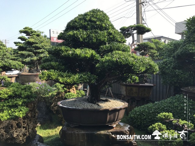 002 1 [羅漢松]等待，是為了下一次的蛻變(30) 盆栽(Bonsai)