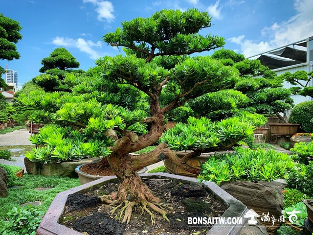 002 [晶鑽羅漢松]等待，是為了下一次的蛻變(17) 盆栽(Bonsai)