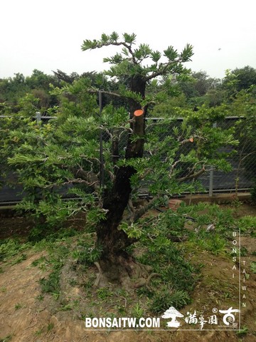 002 8 [羅漢松]等待，是為了下一次的蛻變(21) 蛻變專題(The plan)