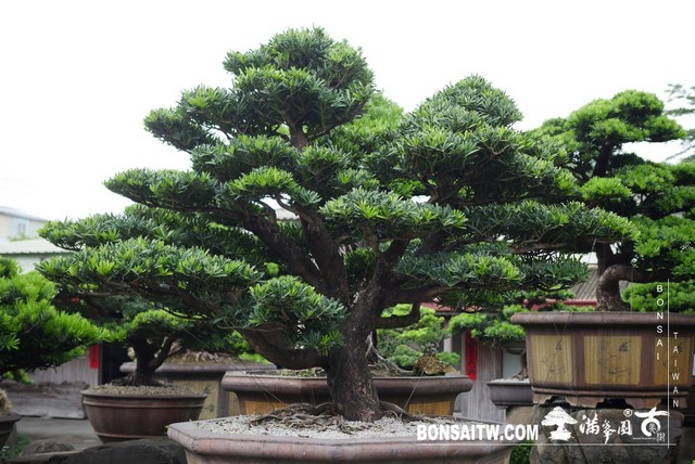 003 1 [羅漢松]等待，是為了下一次的蛻變(24) 蛻變專題(The plan)