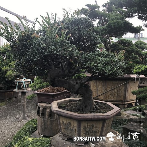 003 2 [象牙樹]等待，是為了下一次的蛻變(25) 蛻變專題(The plan)