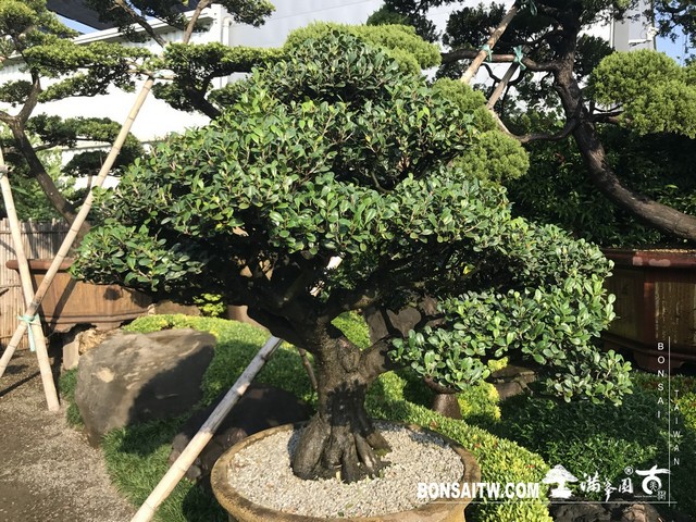 003 3 [象牙樹]等待，是為了下一次的蛻變(27) 盆栽(Bonsai)
