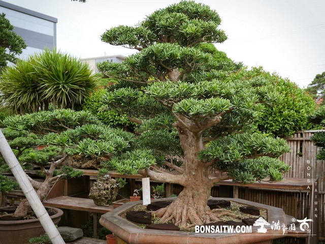 003 [羅漢松]等待，是為了下一次的蛻變(21) 蛻變專題(The plan)