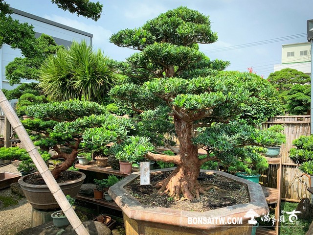 003 2 [羅漢松]等待，是為了下一次的蛻變(21) 蛻變專題(The plan)