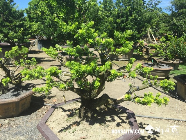003 3 [晶鑽羅漢松]等待，是為了下一次的蛻變(17) 盆栽(Bonsai)