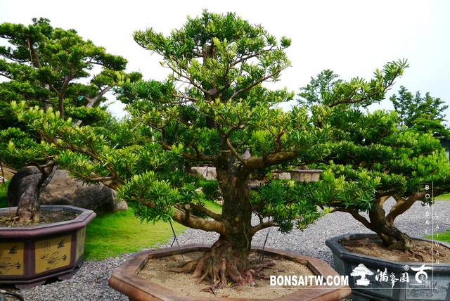 003 6 [羅漢松]等待，是為了下一次的蛻變(21) 蛻變專題(The plan)