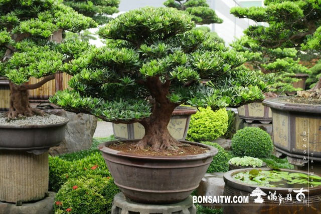 004 [羅漢松]等待，是為了下一次的蛻變(20) 盆栽(Bonsai)