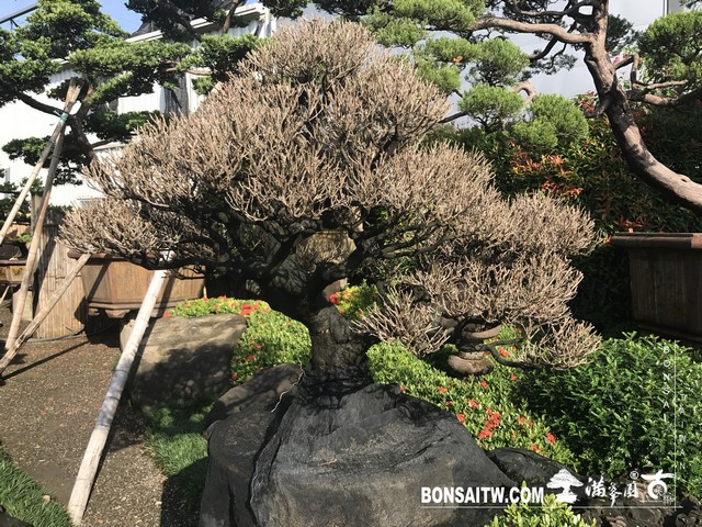 004 2 [象牙樹]等待，是為了下一次的蛻變(27) 盆栽(Bonsai)