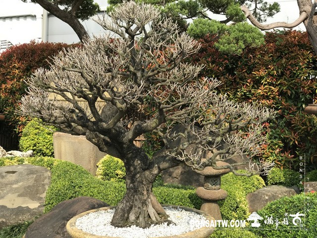 006 2 [象牙樹]等待，是為了下一次的蛻變(27) 盆栽(Bonsai)