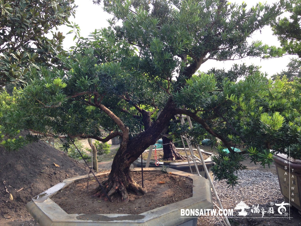 006 7 [羅漢松]等待，是為了下一次的蛻變(22) 蛻變專題(The plan)