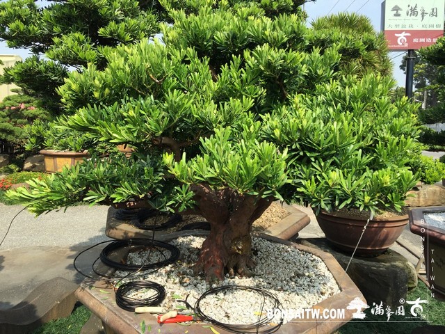 007 [羅漢松]等待，是為了下一次的蛻變(19) 盆栽(Bonsai)