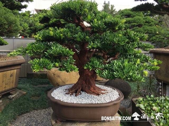 007 4 [羅漢松]等待，是為了下一次的蛻變(19) 盆栽(Bonsai)