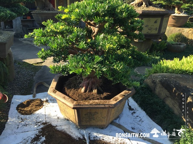 007 5 [羅漢松]等待，是為了下一次的蛻變(19) 盆栽(Bonsai)