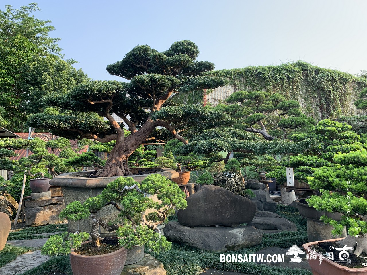 008 [羅漢松]等待，是為了下一次的蛻變(22) 蛻變專題(The plan)