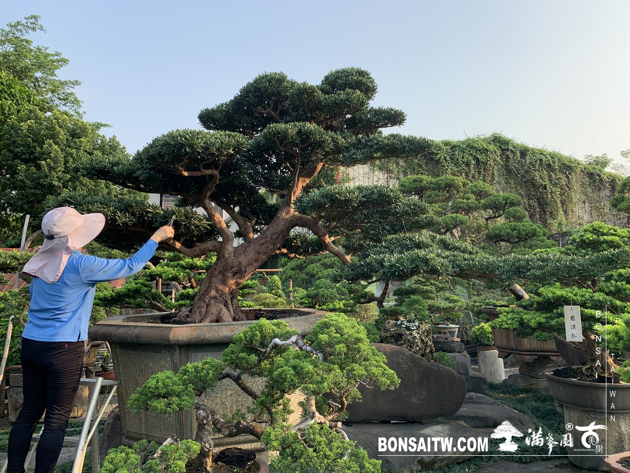 009 2 [羅漢松]等待，是為了下一次的蛻變(22) 蛻變專題(The plan)