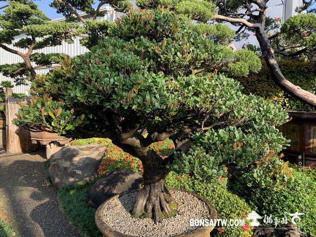 009 3 [象牙樹]等待，是為了下一次的蛻變(27) 盆栽(Bonsai)