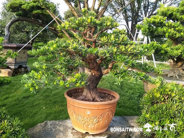 009 [羅漢松]等待，是為了下一次的蛻變(20) 盆栽(Bonsai)
