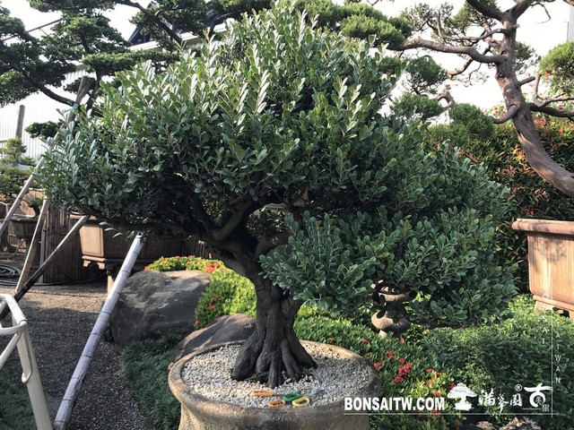 011 2 [象牙樹]等待，是為了下一次的蛻變(27) 盆栽(Bonsai)