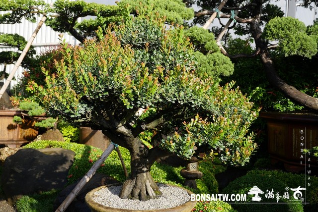 012 1 [象牙樹]等待，是為了下一次的蛻變(27) 盆栽(Bonsai)