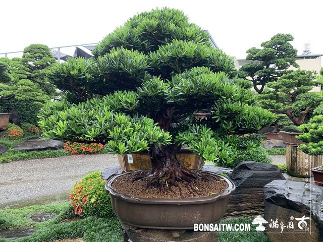 012 [羅漢松]等待，是為了下一次的蛻變(18) 盆栽(Bonsai)
