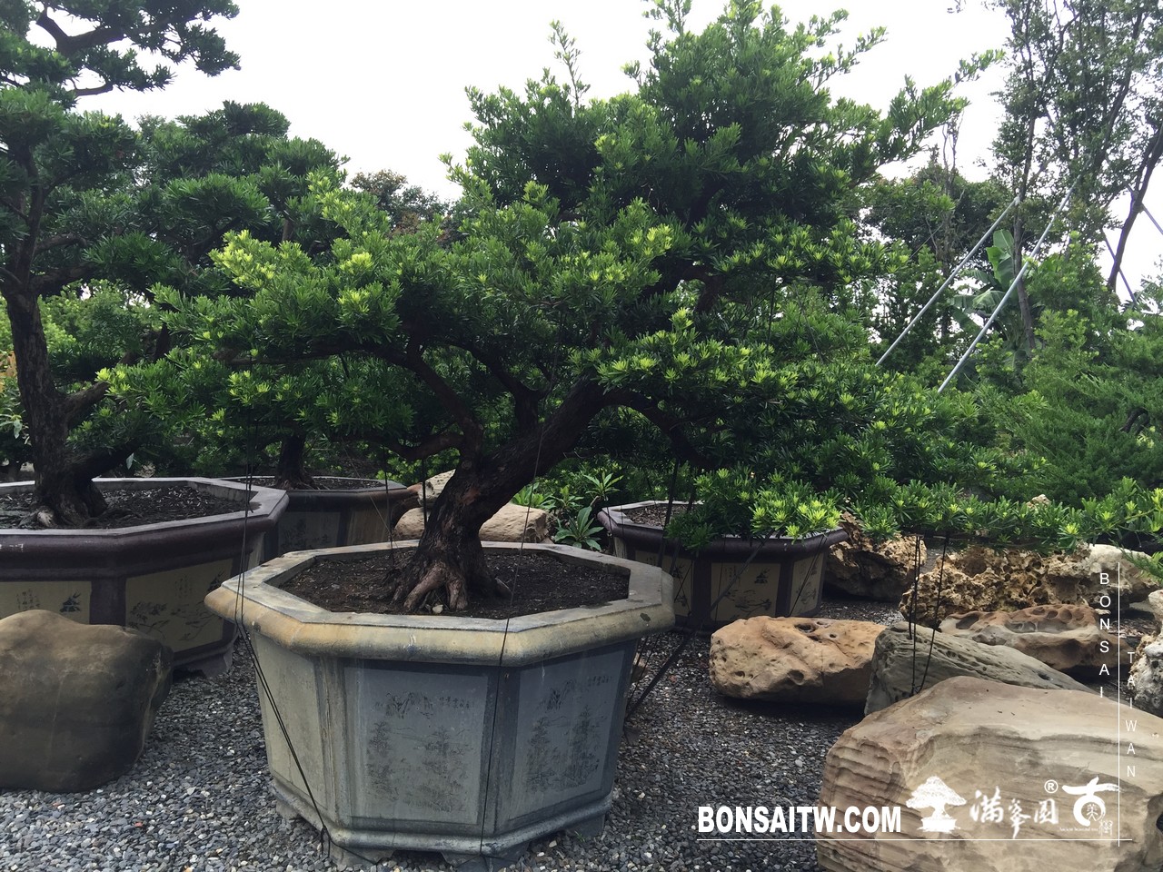 012 2 [羅漢松]等待，是為了下一次的蛻變(22) 蛻變專題(The plan)