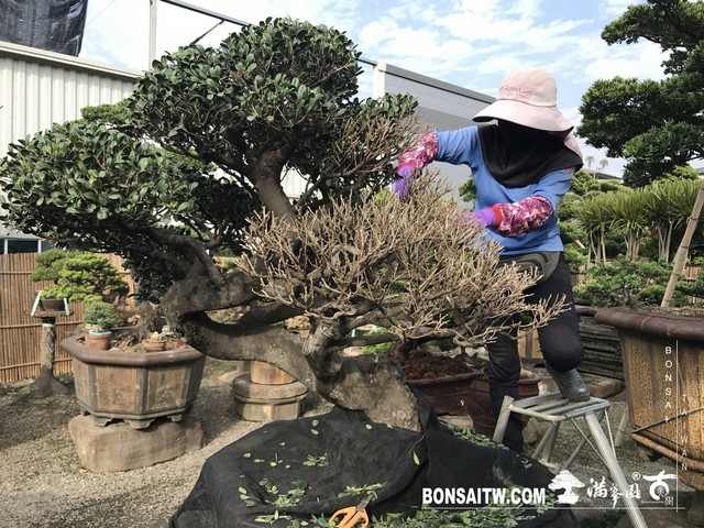 013 2 [象牙樹]等待，是為了下一次的蛻變(25) 蛻變專題(The plan)