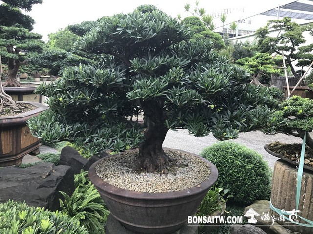 013 [羅漢松]等待，是為了下一次的蛻變(20) 盆栽(Bonsai)