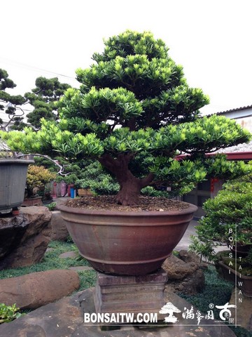 014 [羅漢松]等待，是為了下一次的蛻變(29) 盆栽(Bonsai)