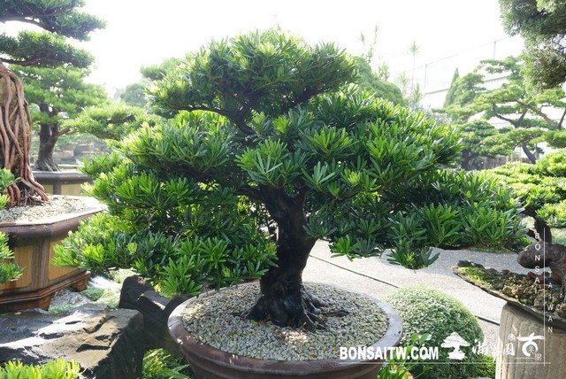 015 2 [羅漢松]等待，是為了下一次的蛻變(20) 盆栽(Bonsai)