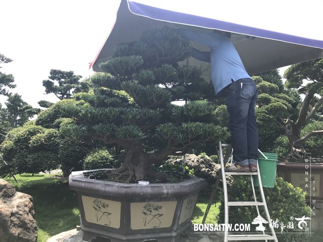 016 1 [羅漢松]等待，是為了下一次的蛻變(26) 蛻變專題(The plan)