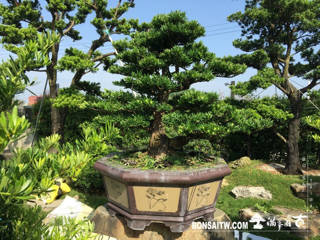 017 1 [羅漢松]等待，是為了下一次的蛻變(26) 蛻變專題(The plan)