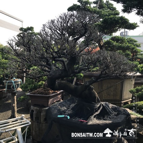 017 [象牙樹]等待，是為了下一次的蛻變(25) 蛻變專題(The plan)