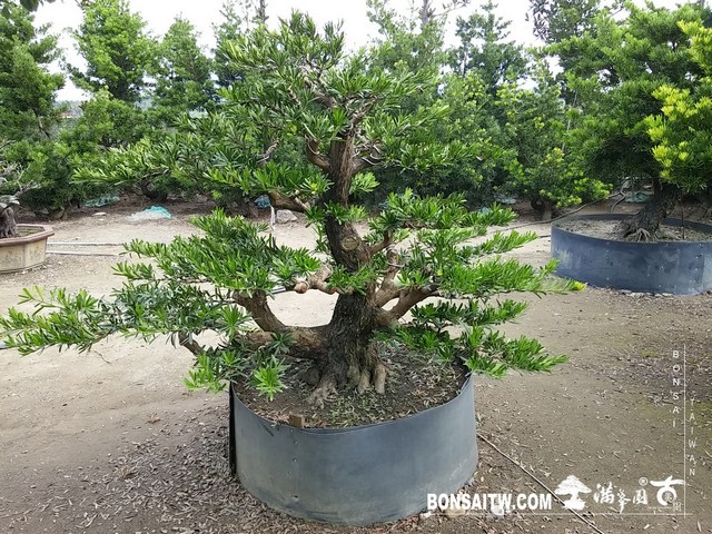 017 2 1 [羅漢松]等待，是為了下一次的蛻變(26) 蛻變專題(The plan)