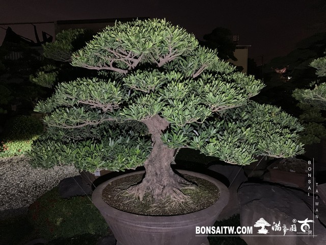 018 [羅漢松]等待，是為了下一次的蛻變(20) 盆栽(Bonsai)
