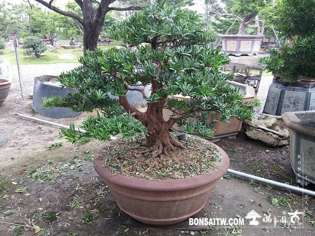 018 2 [羅漢松]等待，是為了下一次的蛻變(18) 盆栽(Bonsai)