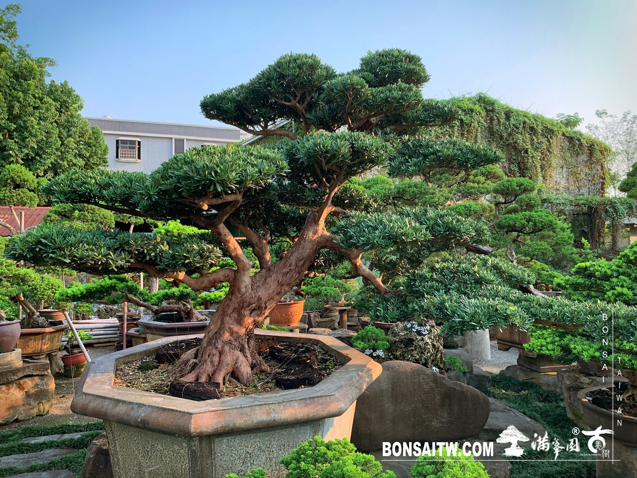 020 2 [羅漢松]等待，是為了下一次的蛻變(22) 蛻變專題(The plan)