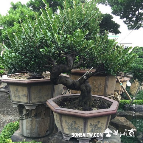 020 3 [象牙樹]等待，是為了下一次的蛻變(25) 蛻變專題(The plan)