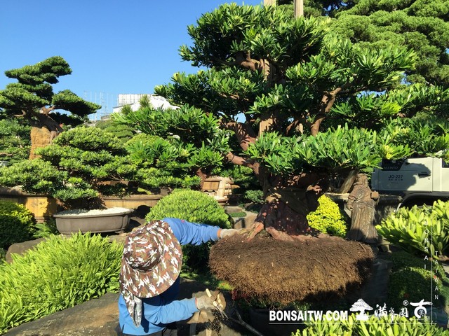 020 2 [羅漢松]等待，是為了下一次的蛻變(19) 盆栽(Bonsai)