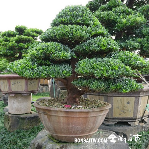 022 2 [羅漢松]等待，是為了下一次的蛻變(29) 盆栽(Bonsai)