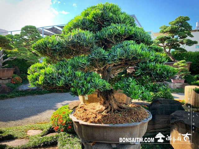 023 [羅漢松]等待，是為了下一次的蛻變(18) 盆栽(Bonsai)