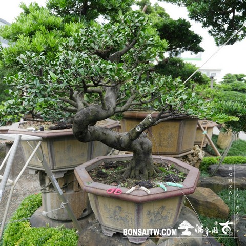 026 [象牙樹]等待，是為了下一次的蛻變(25) 蛻變專題(The plan)