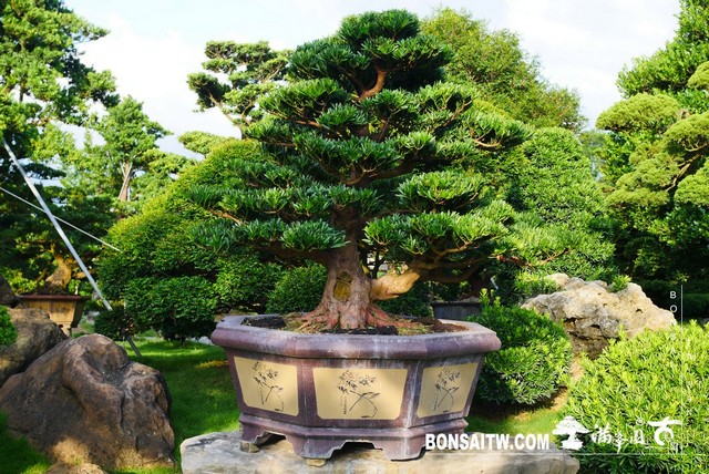 030 1 [羅漢松]等待，是為了下一次的蛻變(26) 蛻變專題(The plan)